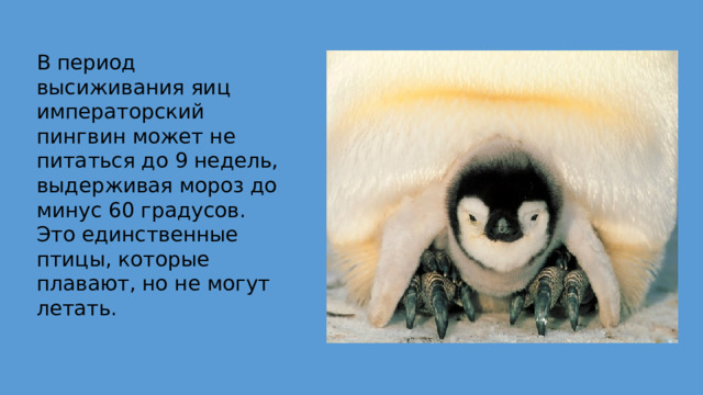В период высиживания яиц императорский пингвин может не питаться до 9 недель, выдерживая мороз до минус 60 градусов. Это единственные птицы, которые плавают, но не могут летать.                                                                                                                                                                                 