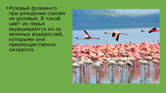 Розовые фламинго при рождении совсем не розовые. В такой цвет их перья окрашиваются из-за зеленых водорослей, которыми они преимущественно питаются. 