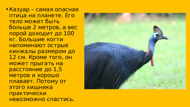 Казуар – самая опасная птица на планете. Его тело может быть больше 2 метров, а вес порой доходит до 100 кг. Большие когти напоминают острые кинжалы размером до 12 см. Кроме того, он может прыгать на расстояние до 1,5 метров и хорошо плавает. Потому от этого хищника практически невозможно спастись. 