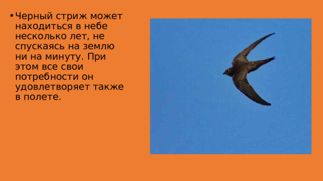 Черный стриж может находиться в небе несколько лет, не спускаясь на землю ни на минуту. При этом все свои потребности он удовлетворяет также в полете. 