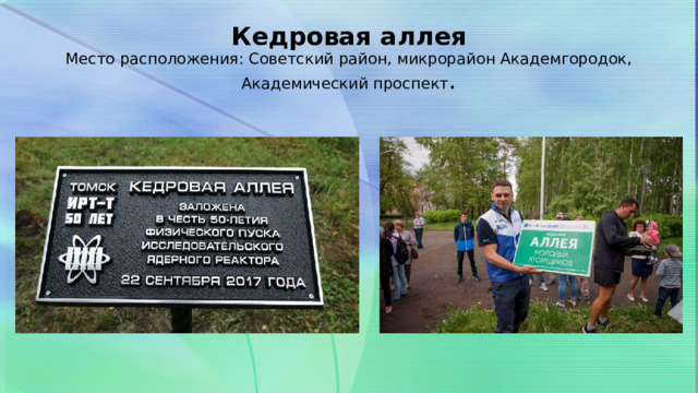Кедровая аллея  Место расположения: Советский район, микрорайон Академгородок, Академический проспект . 