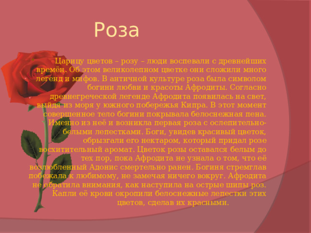 Роза Царицу цветов – розу – люди воспевали с древнейших времён. Об этом великолепном цветке они сложили много легенд и мифов. В античной культуре роза была символом богини любви и красоты Афродиты. Согласно древнегреческой легенде Афродита появилась на свет, выйдя из моря у южного побережья Кипра. В этот момент совершенное тело богини покрывала белоснежная пена. Именно из неё и возникла первая роза с ослепительно-белыми лепестками. Боги, увидев красивый цветок, обрызгали его нектаром, который придал розе восхитительный аромат. Цветок розы оставался белым до тех пор, пока Афродита не узнала о том, что её возлюбленный Адонис смертельно ранен. Богиня стремглав побежала к любимому, не замечая ничего вокруг. Афродита не обратила внимания, как наступила на острые шипы роз. Капли её крови окропили белоснежные лепестки этих цветов, сделав их красными. 