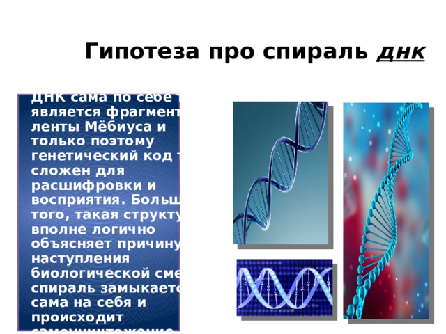 Гипотеза про спираль днк Есть гипотеза, что спираль ДНК сама по себе тоже является фрагментом ленты Мёбиуса и только поэтому генетический код так сложен для расшифровки и восприятия. Больше того, такая структура вполне логично объясняет причину наступления биологической смерти - спираль замыкается сама на себя и происходит самоуничтожение. 
