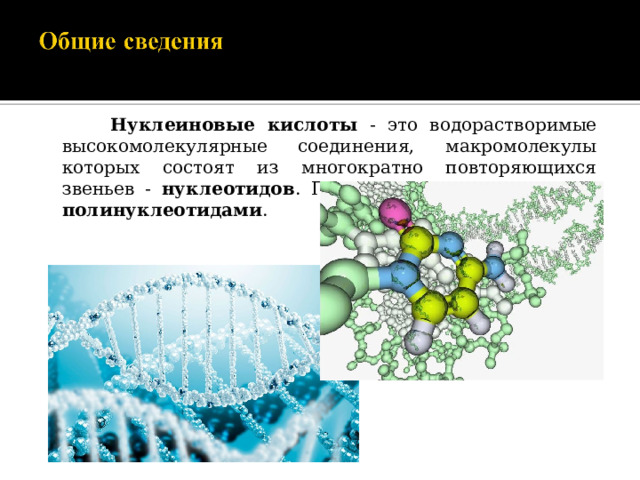  Нуклеиновые кислоты - это водорастворимые высокомолекулярные соединения, макромолекулы которых состоят из многократно повторяющихся звеньев - нуклеотидов . Поэтому их также называют полинуклеотидами . 