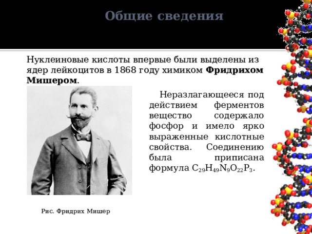 Общие сведения Нуклеиновые кислоты впервые были выделены из ядер лейкоцитов в 1868 году химиком Фридрихом Мишером .  Неразлагающееся под действием ферментов вещество содержало фосфор и имело ярко выраженные кислотные свойства. Соединению была приписана формула C 29 H 49 N 9 O 22 P 3 . Рис. Фридрих Мишер 