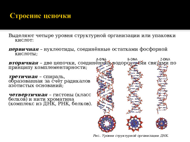 Выделяют четыре уровня структурной организации или упаковки кислот: первичная – нуклеотиды, соединённые остатками фосфорной кислоты; вторичная – две цепочки, соединённые водородными связями по принципу комплементарности; третичная – спираль, образованная за счёт радикалов азотистых оснований; четвертичная  – гистоны (класс белков) и нити хроматина (комплекс из ДНК, РНК, белков). Рис.. Уровни структурной организации ДНК.  
