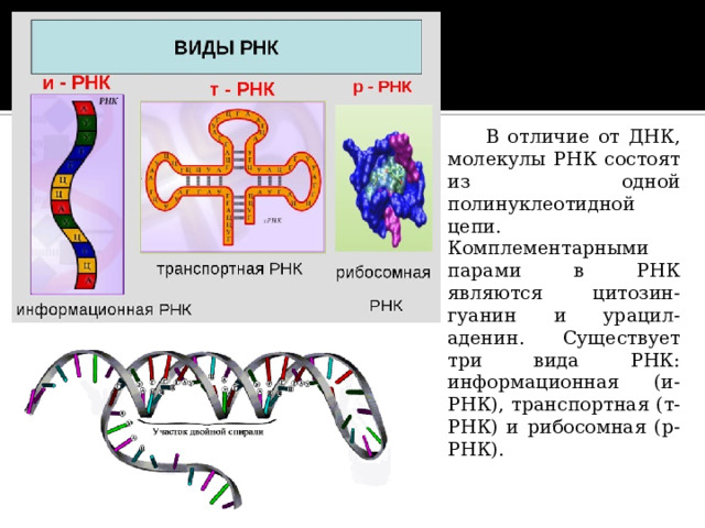  В отличие от ДНК, молекулы РНК состоят из одной полинуклеотидной цепи. Комплементарными парами в РНК являются цитозин-гуанин и урацил-аденин. Существует три вида РНК: информационная (и-РНК), транспортная (т-РНК) и рибосомная (р-РНК). 