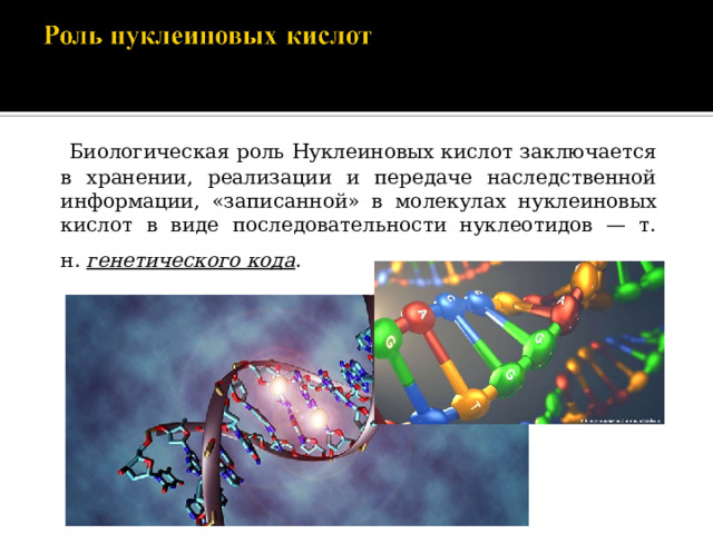  Биологическая роль Нуклеиновых кислот заключается в хранении, реализации и передаче наследственной информации, «записанной» в молекулах нуклеиновых кислот в виде последовательности нуклеотидов — т. н.  генетического кода .  