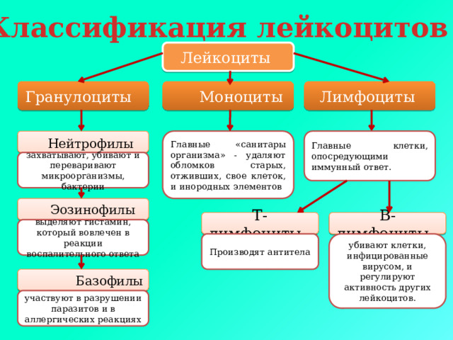 Классификация лейкоцитов Лейкоциты Лимфоциты Моноциты Гранулоциты Нейтрофилы  Главные «санитары организма» - удаляют обломков старых, отживших, свое клеток, и инородных элементов Главные клетки, опосредующими иммунный ответ. захватывают, убивают и переваривают микроорганизмы, бактерии Эозинофилы В-лимфоциты Т-лимфоциты Данный материал дается для общего ознакомления выделяют гистамин, который вовлечен в реакции воспалительного ответа убивают клетки, инфицированные вирусом, и регулируют активность других лейкоцитов. Производят антитела Базофилы участвуют в разрушении паразитов и в аллергических реакциях  