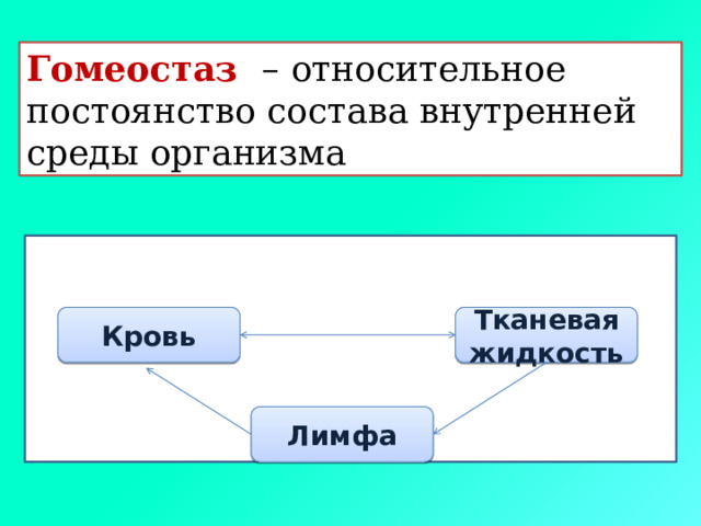 Гомеостаз – относительное постоянство состава внутренней среды организма Кровь Тканевая жидкость Лимфа 