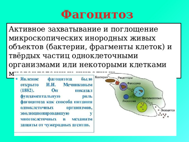 Фагоцитоз Активное захватывание и поглощение микроскопических инородных живых объектов (бактерии, фрагменты клеток) и твёрдых частиц одноклеточными организмами или некоторыми клетками многоклеточных животных  