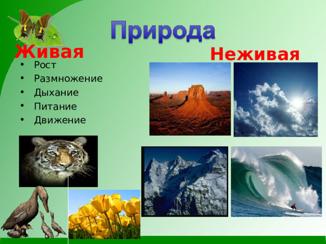 Живая Неживая       Рост Размножение Дыхание Питание Движение 