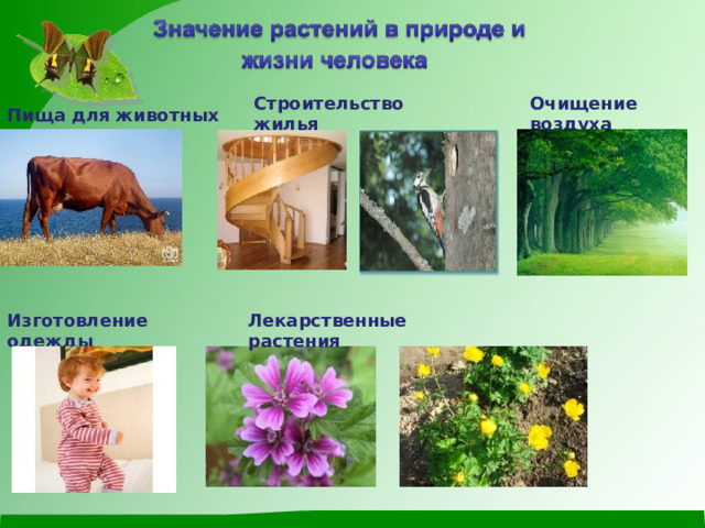 Строительство жилья Очищение воздуха Пища для животных Изготовление одежды Лекарственные растения 