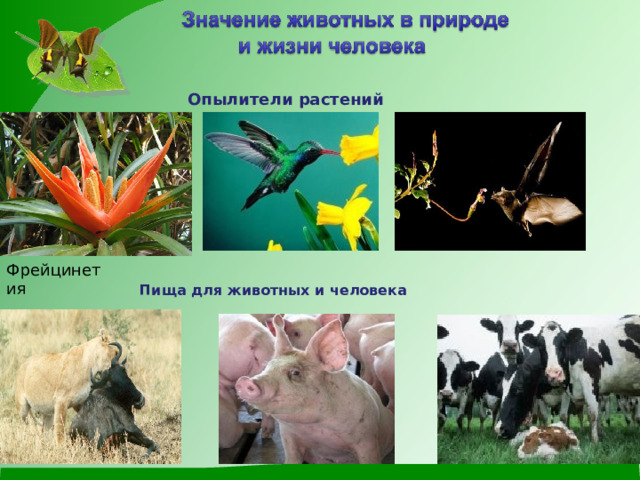 Опылители растений Фрейцинетия Пища для животных и человека 