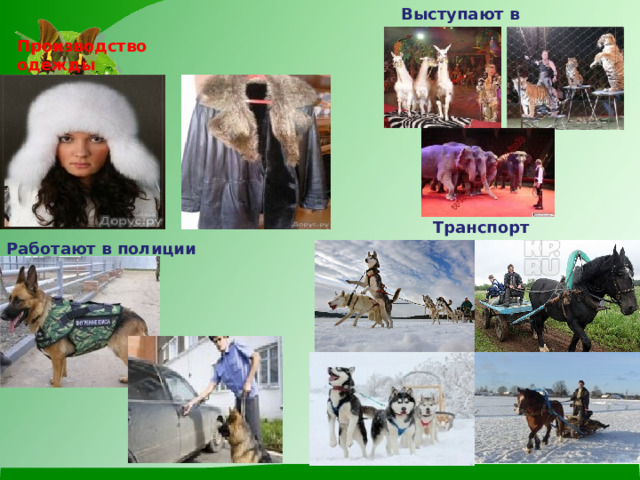 Выступают в цирке Производство одежды Транспорт Работают в полиции 