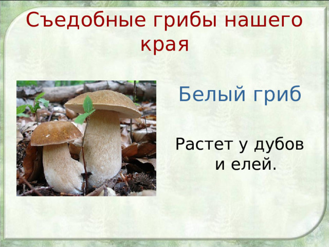Съедобные грибы нашего края Белый гриб Растет у дубов и елей. 