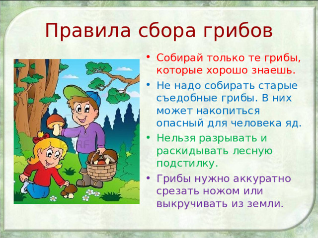 Правила сбора грибов Собирай только те грибы, которые хорошо знаешь. Не надо собирать старые съедобные грибы. В них может накопиться опасный для человека яд. Нельзя разрывать и раскидывать лесную подстилку. Грибы нужно аккуратно срезать ножом или выкручивать из земли. 