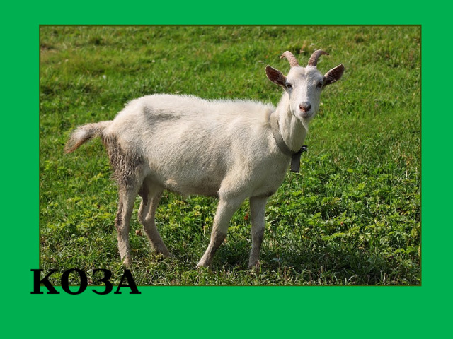 КОЗЛЁНОК КОЗА 