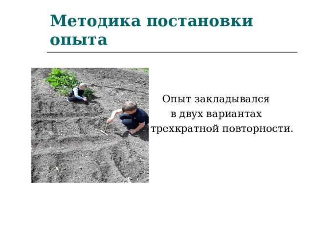 Методика постановки опыта Опыт закладывался в двух вариантах в трехкратной повторности. 
