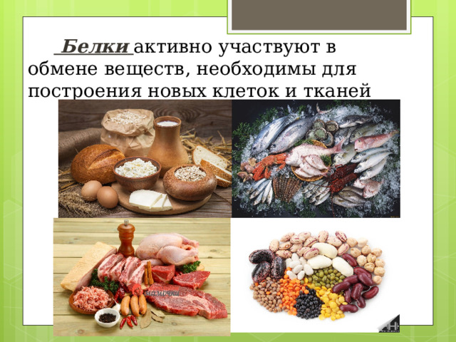   Белки  активно участвуют в обмене веществ, необходимы для построения новых клеток и тканей 