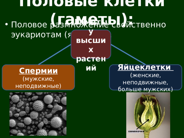 Половые клетки (гаметы): Половое размножение свойственно эукариотам (ядерным). Гаметы у высших растений Спермии Яйцеклетки (мужские, неподвижные) (женские, неподвижные, больше мужских) 