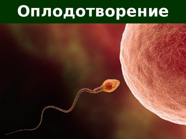 Оплодотворение 