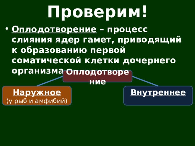 Проверим! Оплодотворение – процесс слияния ядер гамет, приводящий к образованию первой соматической клетки дочернего организма. Оплодотворение Наружное Внутреннее (у рыб и амфибий) 