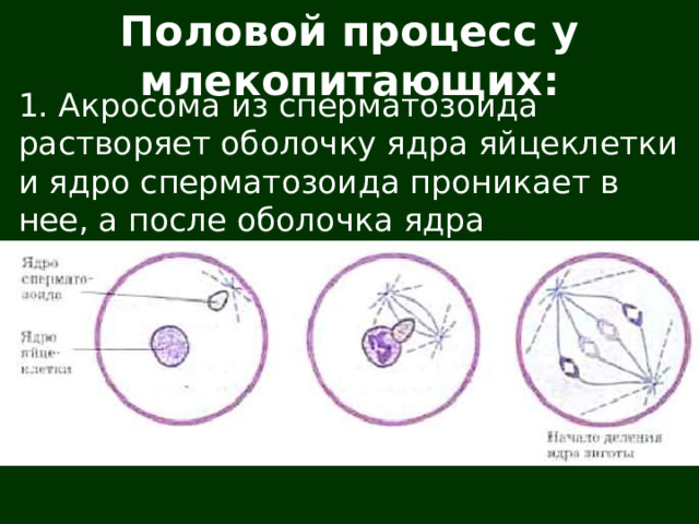 Половой процесс у млекопитающих: 1. Акросома из сперматозоида растворяет оболочку ядра яйцеклетки и ядро сперматозоида проникает в нее, а после оболочка ядра яйцеклетки сильно уплотняется. 4. Если в яйцеклетку попадает два сперматозоида, то зигота (3n) гибнет. 