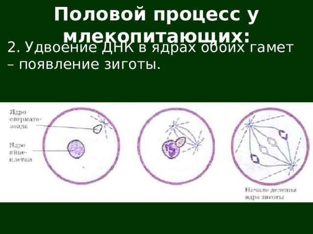 Половой процесс у млекопитающих: 2. Удвоение ДНК в ядрах обоих гамет – появление зиготы. 