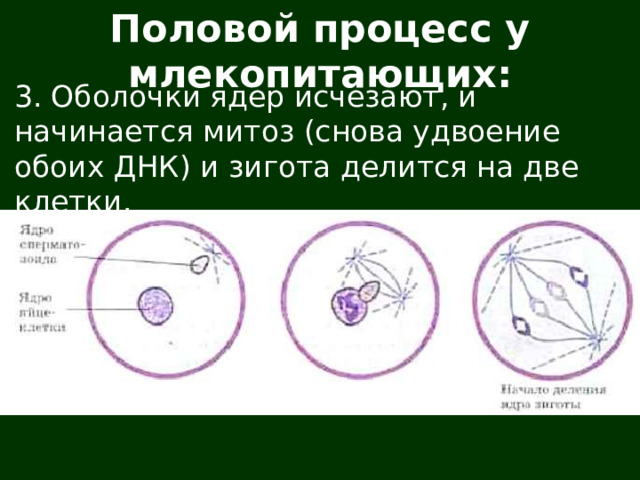 Половой процесс у млекопитающих: 3. Оболочки ядер исчезают, и начинается митоз (снова удвоение обоих ДНК) и зигота делится на две клетки. 