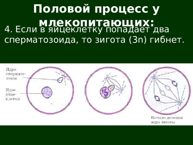Половой процесс у млекопитающих: 4. Если в яйцеклетку попадает два сперматозоида, то зигота (3n) гибнет. 