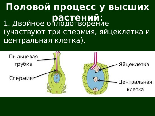 Половой процесс у высших растений: 1. Двойное оплодотворение (участвуют три спермия, яйцеклетка и центральная клетка). 