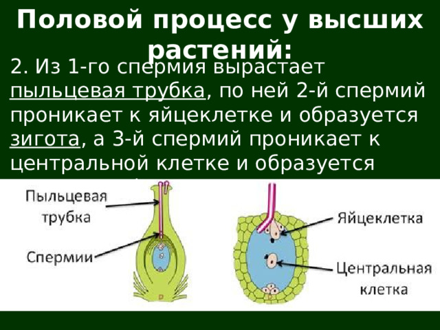 Половой процесс у высших растений: 2. Из 1-го спермия вырастает пыльцевая трубка , по ней 2-й спермий проникает к яйцеклетке и образуется зигота , а 3-й спермий проникает к центральной клетке и образуется эндосперм (питательные вещества семечка). 