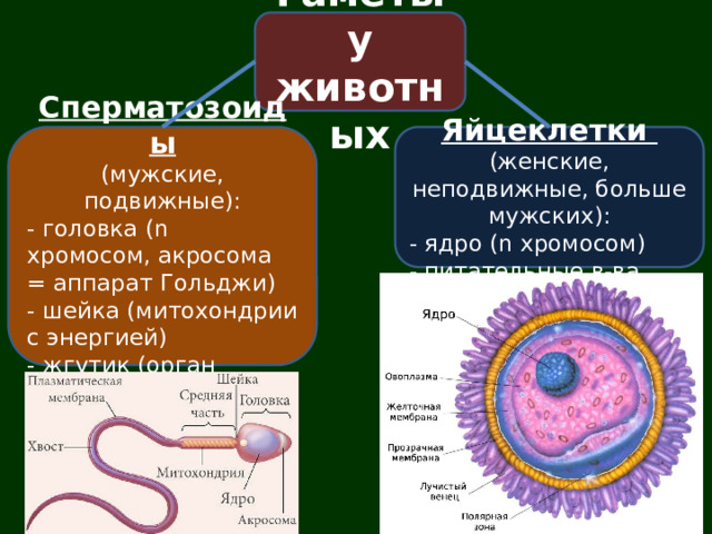 Гаметы у животных Сперматозоиды Яйцеклетки (мужские, подвижные): (женские, неподвижные, больше мужских): - головка (n хромосом, акросома = аппарат Гольджи) - ядро (n хромосом) - шейка (митохондрии с энергией) - питательные в-ва - жгутик (орган движения) 