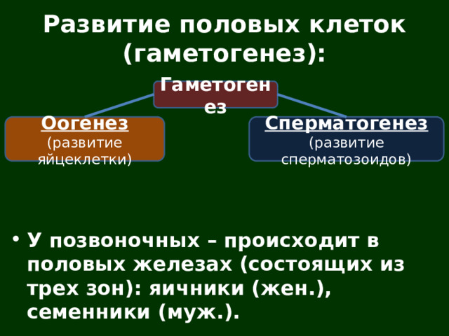 Развитие половых клеток (гаметогенез): У позвоночных – происходит в половых железах (состоящих из трех зон): яичники (жен.), семенники (муж.). Гаметогенез Оогенез Сперматогенез (развитие яйцеклетки) (развитие сперматозоидов) 