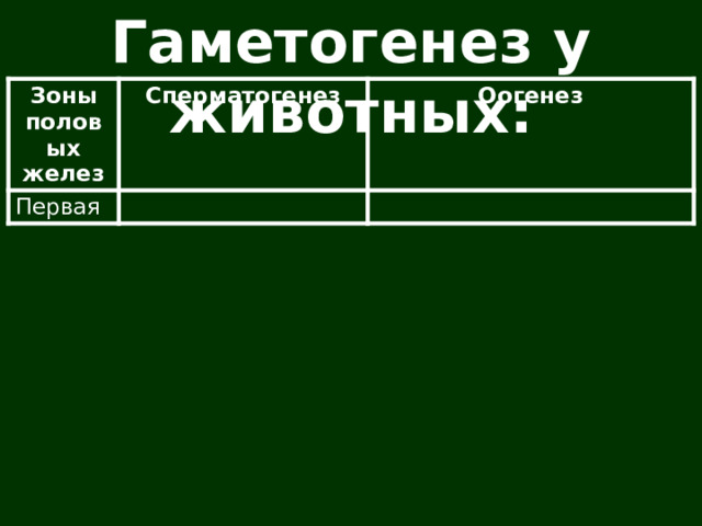Гаметогенез у животных: Зоны половых желез Сперматогенез Первая Оогенез 