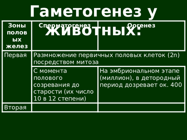 Гаметогенез у животных: Зоны половых желез Сперматогенез Первая Оогенез Размножение первичных половых клеток (2n) посредством митоза С момента полового созревания до старости (их число 10 в 12 степени) Вторая На эмбриональном этапе (миллион), в детородный период дозревает ок. 400 