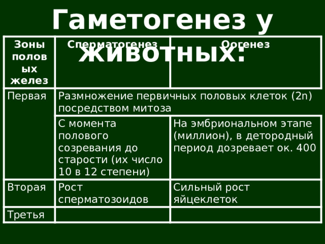 Гаметогенез у животных: Зоны половых желез Сперматогенез Первая Оогенез Размножение первичных половых клеток (2n) посредством митоза С момента полового созревания до старости (их число 10 в 12 степени) Вторая На эмбриональном этапе (миллион), в детородный период дозревает ок. 400 Рост сперматозоидов Третья Сильный рост яйцеклеток 