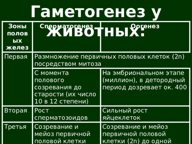 Гаметогенез у животных: Зоны половых желез Сперматогенез Первая Оогенез Размножение первичных половых клеток (2n) посредством митоза С момента полового созревания до старости (их число 10 в 12 степени) Вторая На эмбриональном этапе (миллион), в детородный период дозревает ок. 400 Рост сперматозоидов Третья Сильный рост яйцеклеток Созревание и мейоз первичной половой клетки (2n) до четырёх сперматозоидов (n) Созревание и мейоз первичной половой клетки (2n) до одной яйцеклетки (n) и трех направительных телец (питательные вещества) 