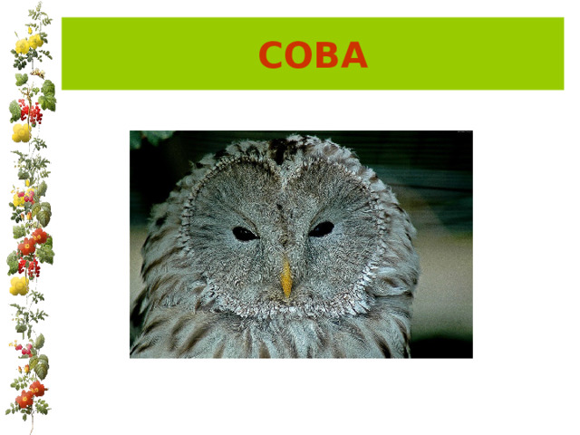 СОВА 