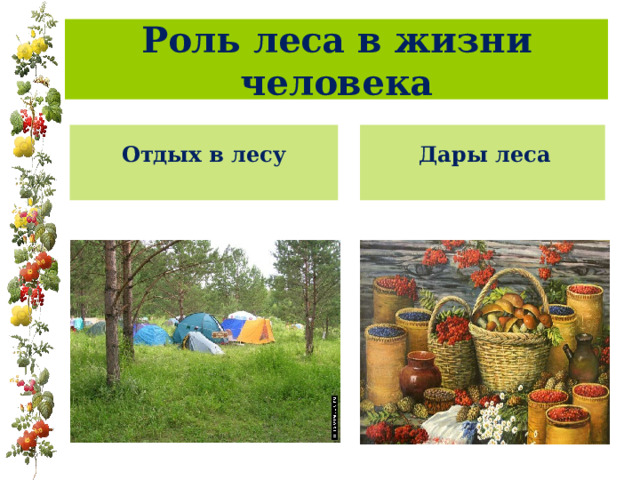 Роль леса в жизни человека  Дары леса Отдых в лесу 
