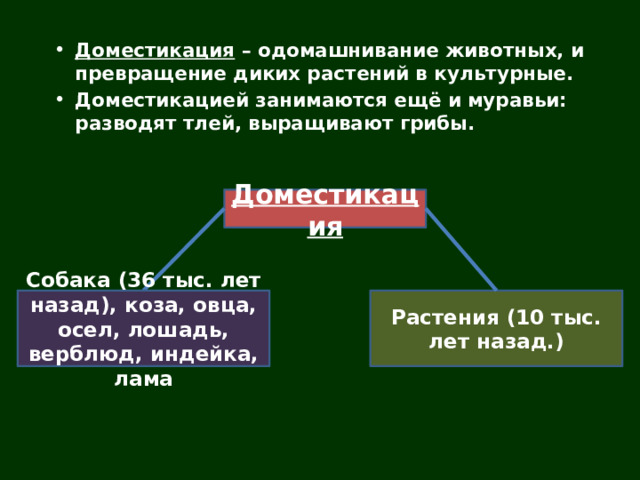 Доместикация – одомашнивание животных, и превращение диких растений в культурные. Доместикацией занимаются ещё и муравьи: разводят тлей, выращивают грибы. Доместикация Растения (10 тыс. лет назад.) Собака (36 тыс. лет назад), коза, овца, осел, лошадь, верблюд, индейка, лама 