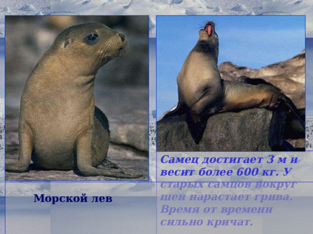 Самец достигает 3 м и весит более 600 кг. У старых самцов вокруг шеи нарастает грива. Время от времени сильно кричат.  Морской лев 15 