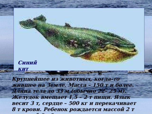 Синий кит Крупнейшее из животных, когда-то жившее на Земле. Масса – 150 т и более. Длина тела до 33 м (обычно 22– 25 м). Желудок вмещает 1,5 – 2 т пищи. Язык весит 3 т, сердце – 500 кг и перекачивает 8 т крови. Ребенок рождается массой 2 т и длиной 6 – 9 м. 18 