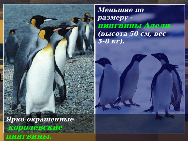 Меньшие по размеру -  пингв и ны Адели  (высота 50 см, вес 5-8 кг). Ярко окрашенные  королевские пингвины. 10 