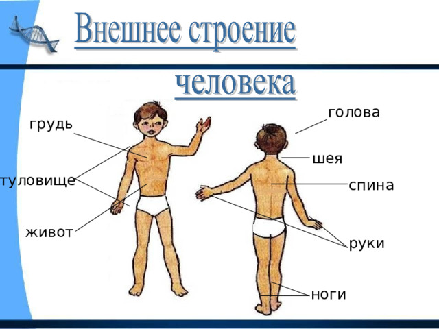 голова грудь шея туловище спина живот руки ноги 