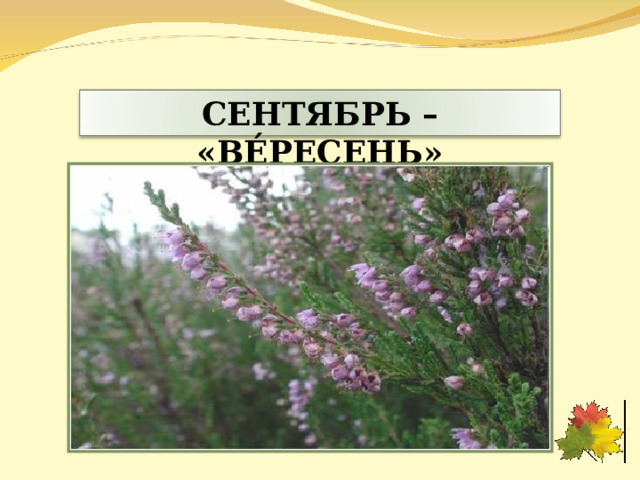 СЕНТЯБРЬ – «ВЕ́РЕСЕНЬ» 