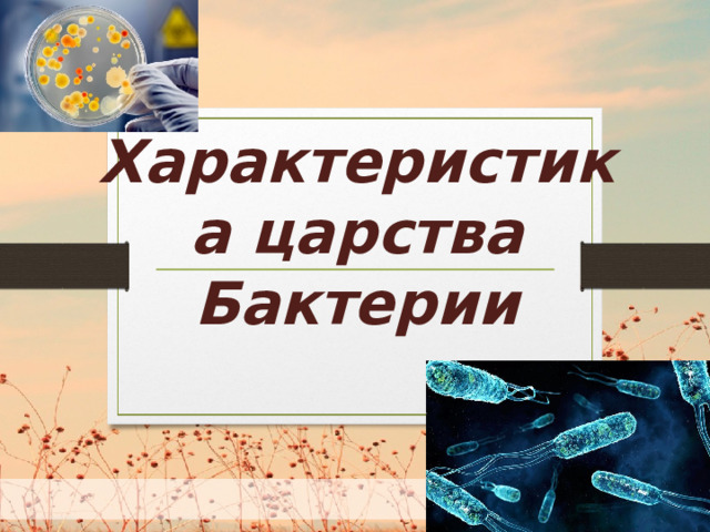 Характеристика царства Бактерии  