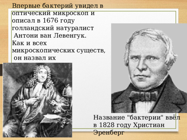 Впервые бактерий увидел в оптический микроскоп и описал в 1676 году голландский натуралист  Антони ван Левенгук. Как и всех микроскопических существ,  он назвал их 