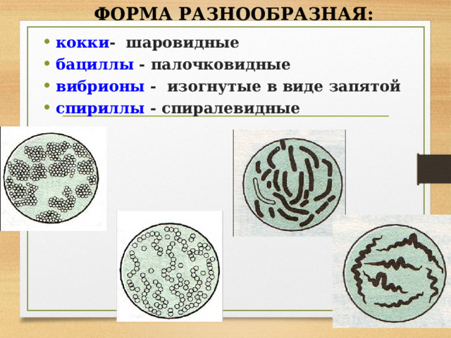  ФОРМА РАЗНООБРАЗНАЯ:   кокки - шаровидные бациллы - палочковидные вибрионы - изогнутые в виде запятой спириллы - спиралевидные 